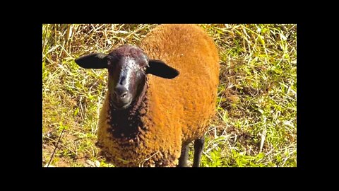 Goat Noise, Sound Effect