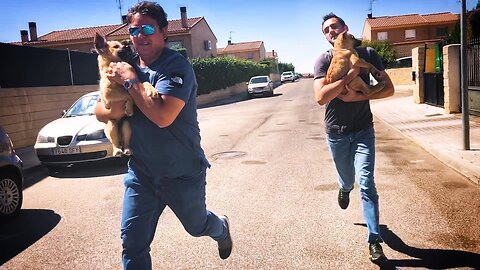 We free two little abused dogs and we run away with them !