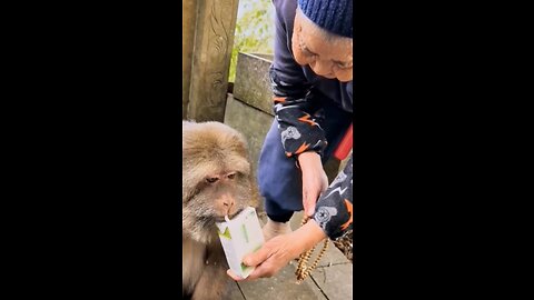 A 90-year-old Chinese man adopted an injured one-armed monkey 11 years ago.