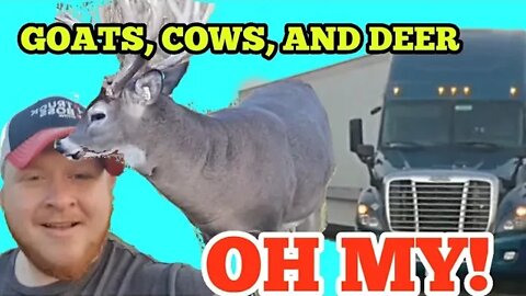 Truckers Food|Deer|Real Trucking Vlog