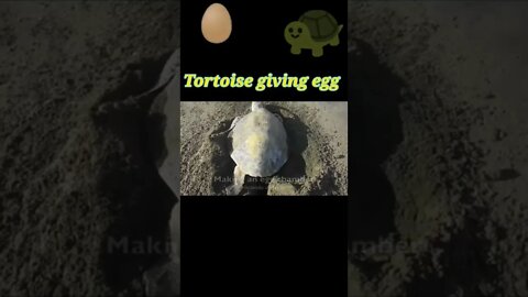 Tortoise giving egg 2022 #shorts #youtubeshorts #shortvideo