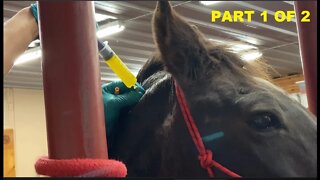 Horse Medical Procedure - Mr. T Vet Visit For Neck Bursa Sack Drainage - Part 1 of 2