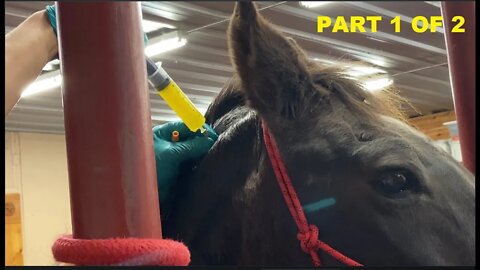 Horse Medical Procedure - Mr. T Vet Visit For Neck Bursa Sack Drainage - Part 1 of 2