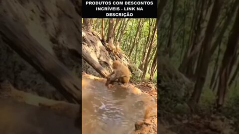 hora do banho do macaquinho 😂😂