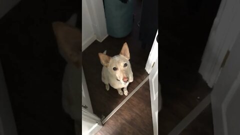 Dog Wants Walk