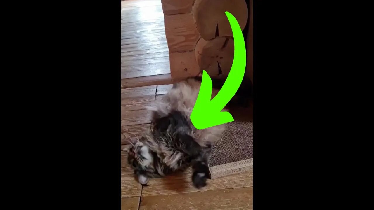 This cute cat right here is having a lot of fun #shorts