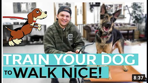 How To Leash Train Your Dog Not To Pull + Dog Training Loose Lead Walking