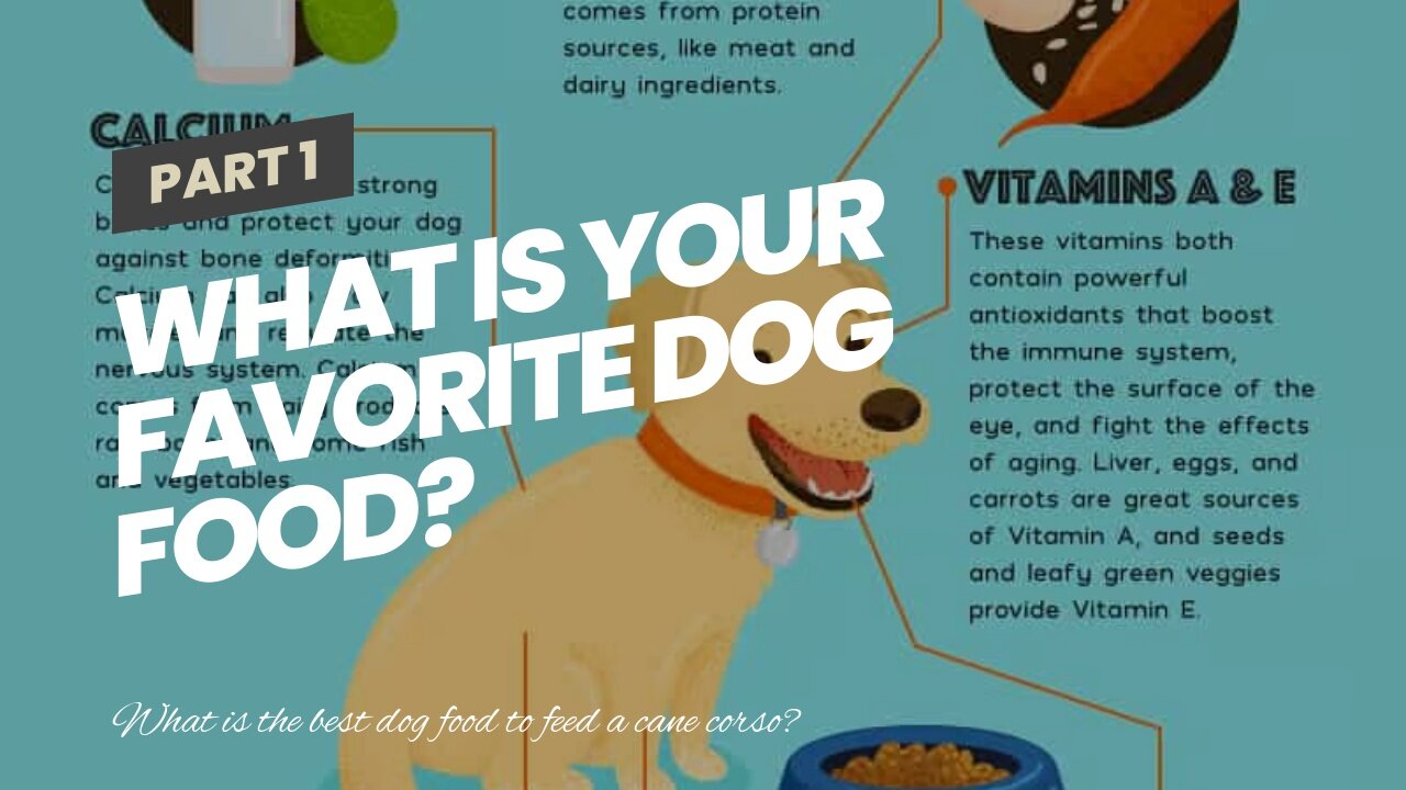 What is your favorite dog food?