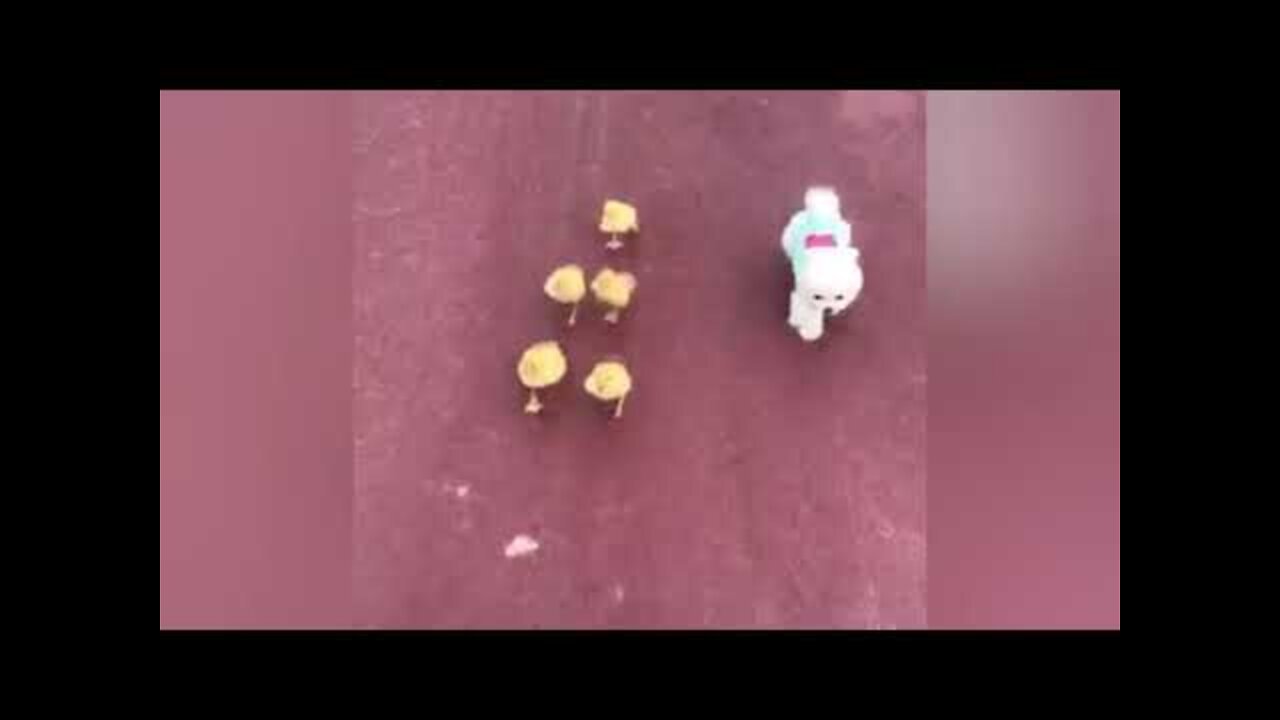 Baby Cute Dog & Duck