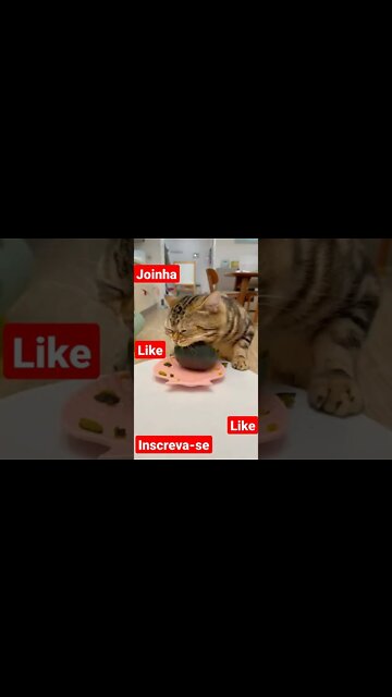 eita gatinho faminto 🐅