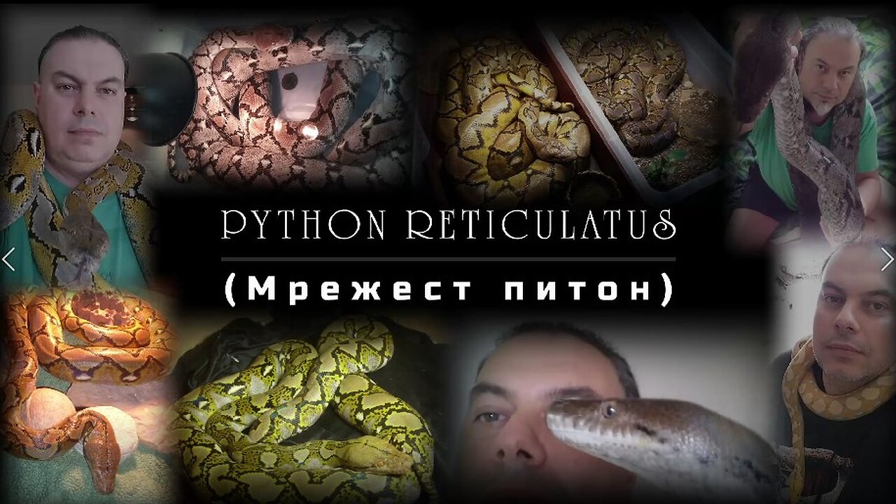 PYTHON RETICULATUS (Българска версия)