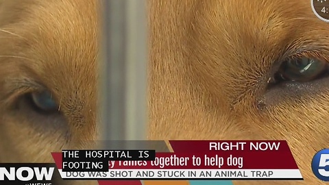 Golden retriever shot and stuck in trap, Lorain County Animal Emergenct steps in