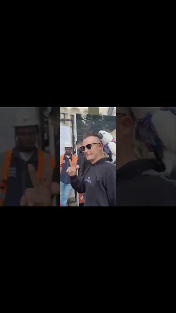 Patriotic parrot at the Queen's jubilee #queensjubilee2022