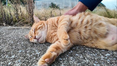 A orange tabby cat was sitting in the grass, and when I looked at its face, it came out to be petted