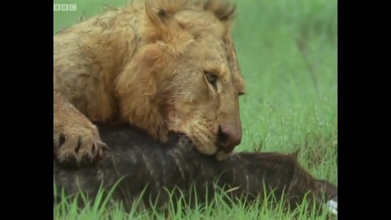 Lion Pride vs Buffalo | BBC Earth🌍