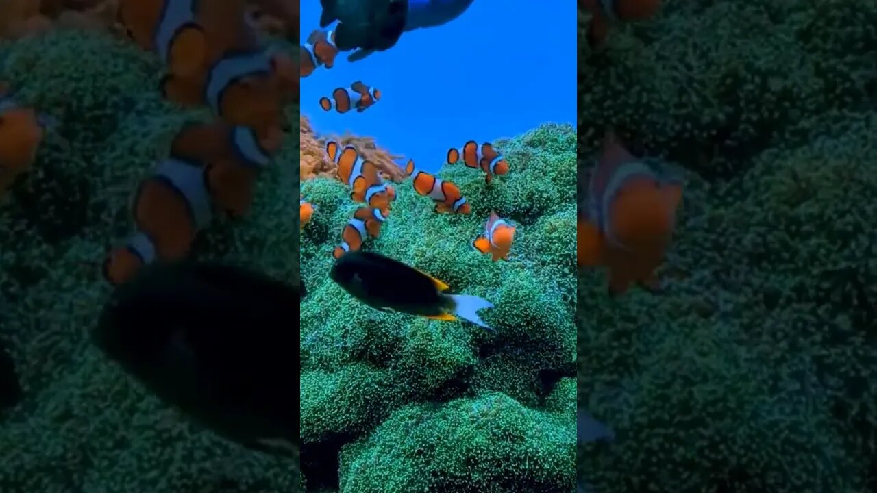 coral fish 🐠🐟