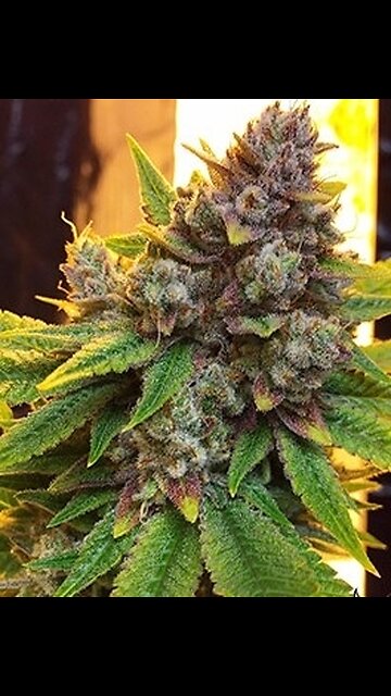 RSO Vibes Pineapple Skunk