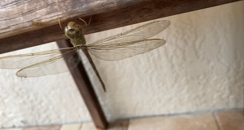 Found a dragonfly!