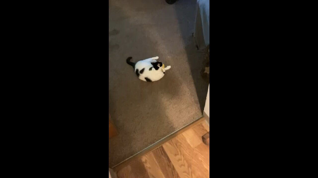 Fatty playing with his banana