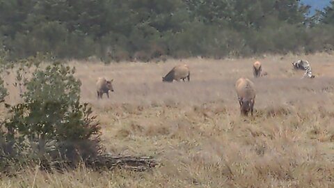 Cape Mears Elk