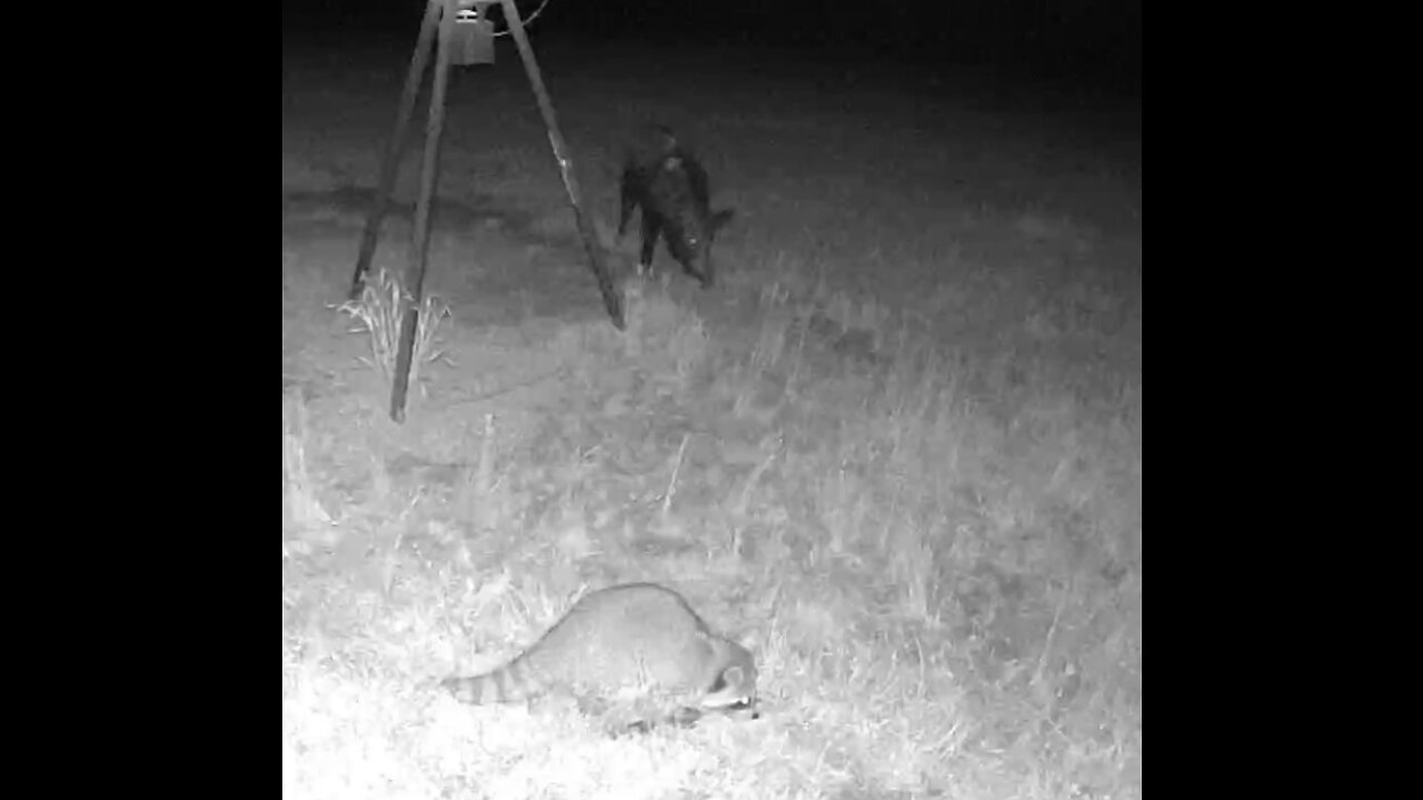 A couple raccoons hanging out with their PIG BUDDY!!! 4/11/23