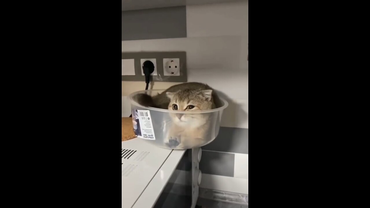 FUNNY ANIMAL VIDEOS COMPILATION
