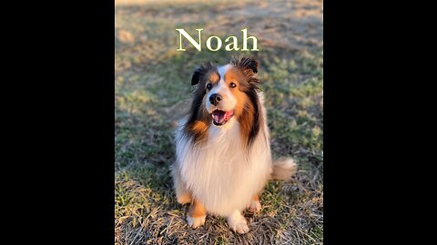 Noah, 2202023