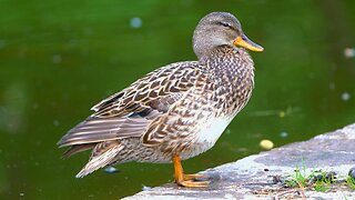 Mrs. Gadwall Duck Takes a Moment to Groom by the Moat Pond