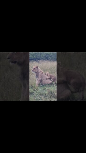 Mara North Sightings Today 31/08/22 (Lions, Hyena, etc) | Zebra Plains | #shorts