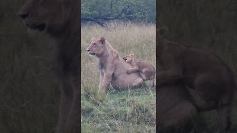 Mara North Sightings Today 31/08/22 (Lions, Hyena, etc) | Zebra Plains | #shorts