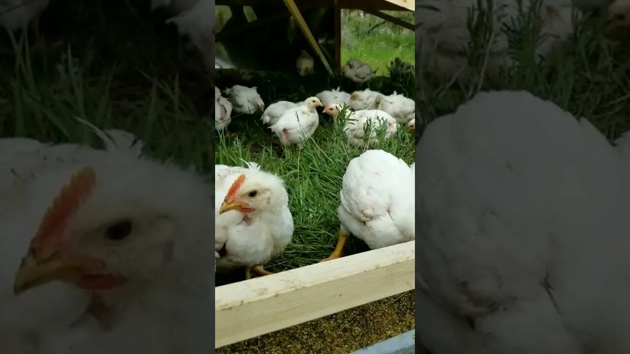 #cornishcross #meatchickens #homesteading #homestead #farmanimals #farmlife