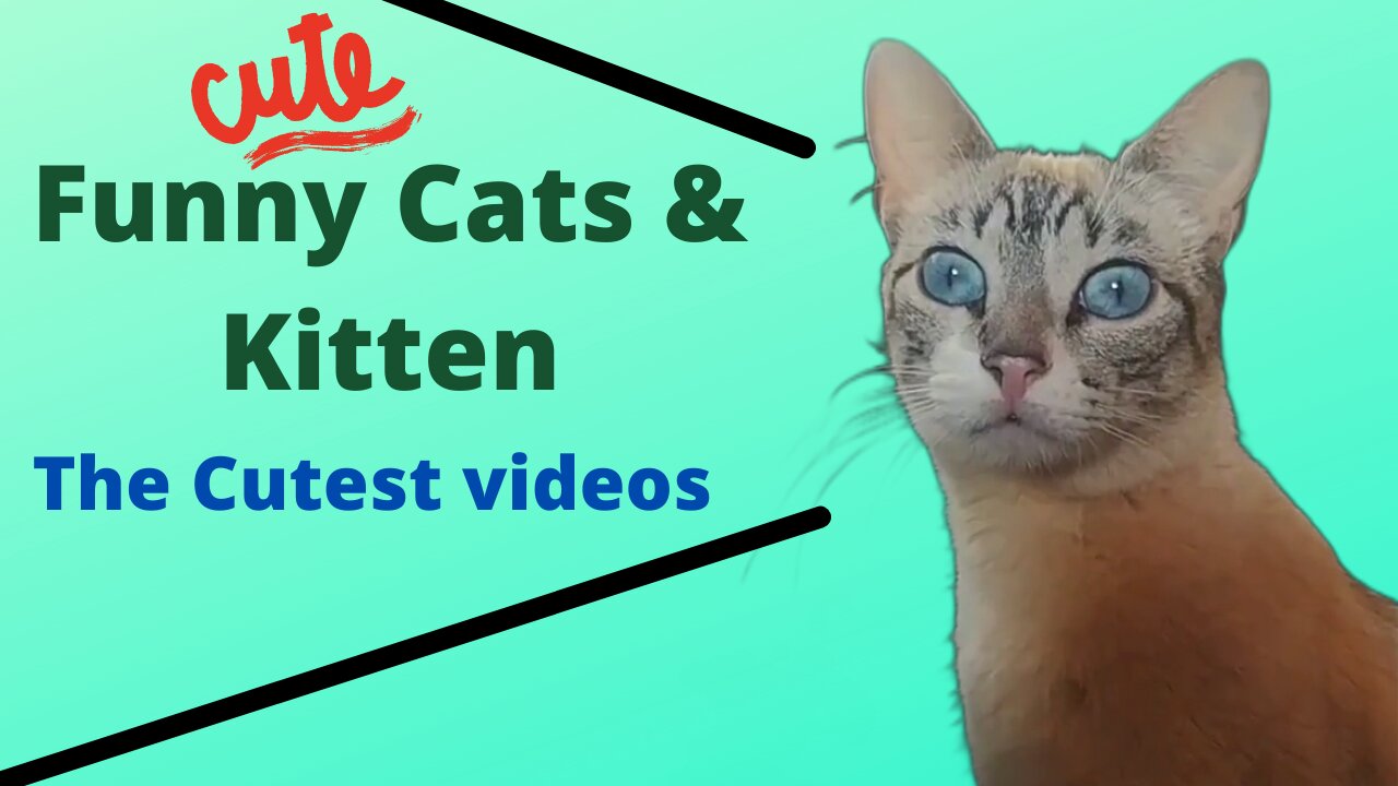 Best Cat Videos of 2021 of Cute and Funny Cats