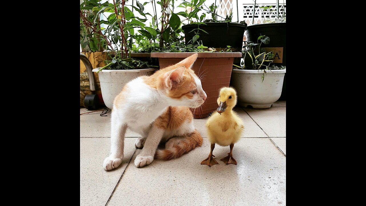 My Cat enjoying with ducklings Sisters🤩