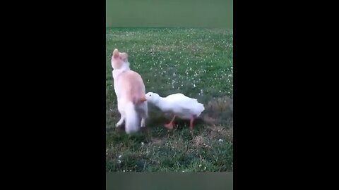 Top 10 Favorite Moments from Funny Dogs,Funny Cats & Ducks Video Try Not lugh