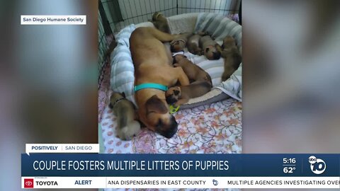 Couple fosters multiple litters of puppies