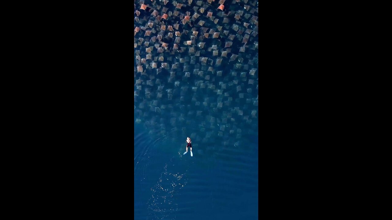 Lucky snorkeler watches a fever of mobula rays glide past whilst on a ocean safari.