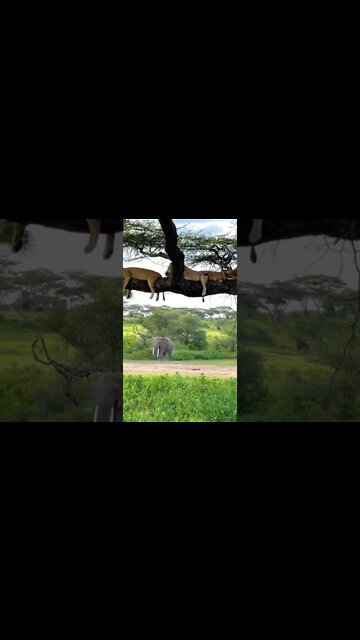 aquela soneca depois da caça 🤣🤣