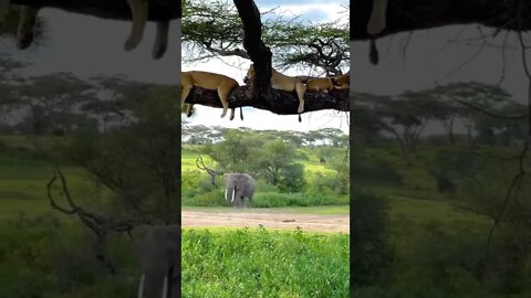 aquela soneca depois da caça 🤣🤣