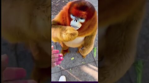 Primate Fails | Funny Animals Fails Caught On Camera ||funny animal in the world | Monkey
