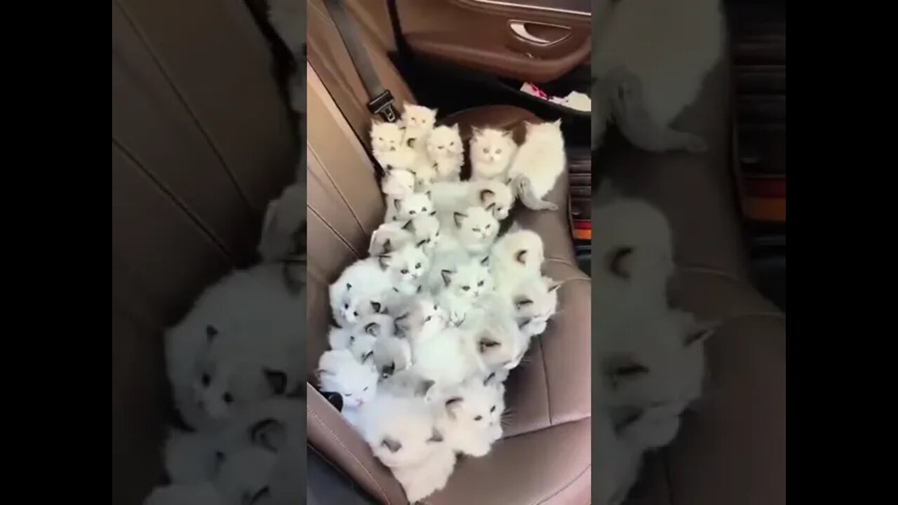 Cute kitten inside the Car seat #shorts #cats
