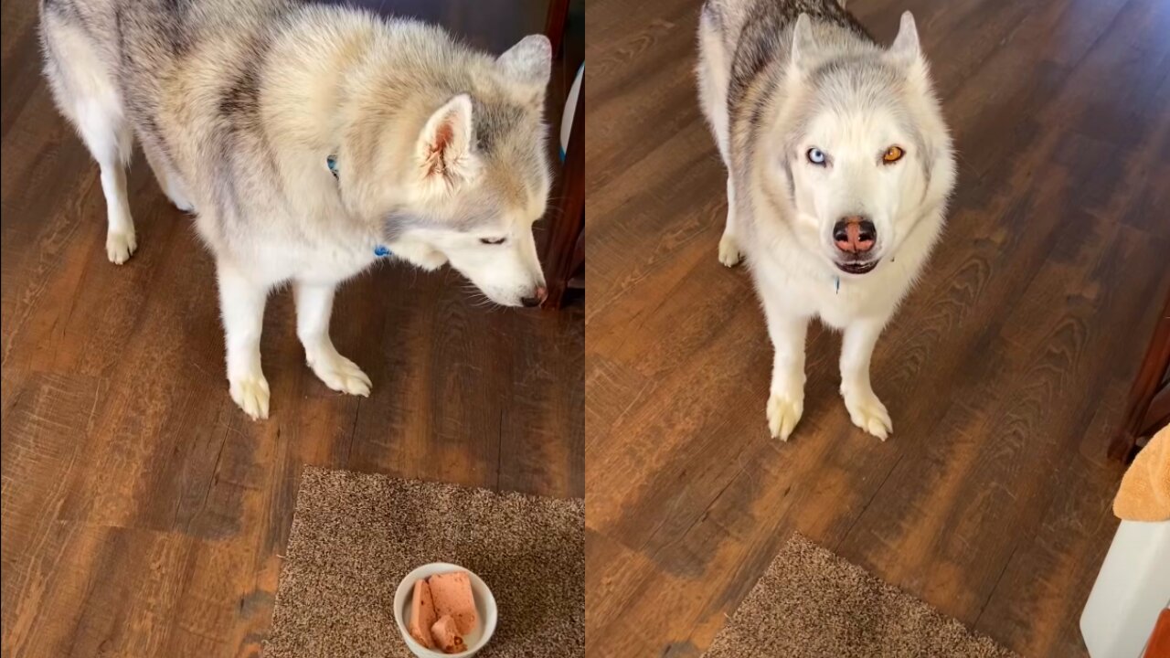 Stubborn Husky refuses to eat food with pill in it