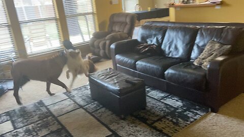 Dogs