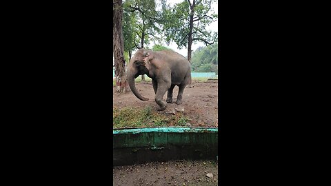 Dancing Elephant.