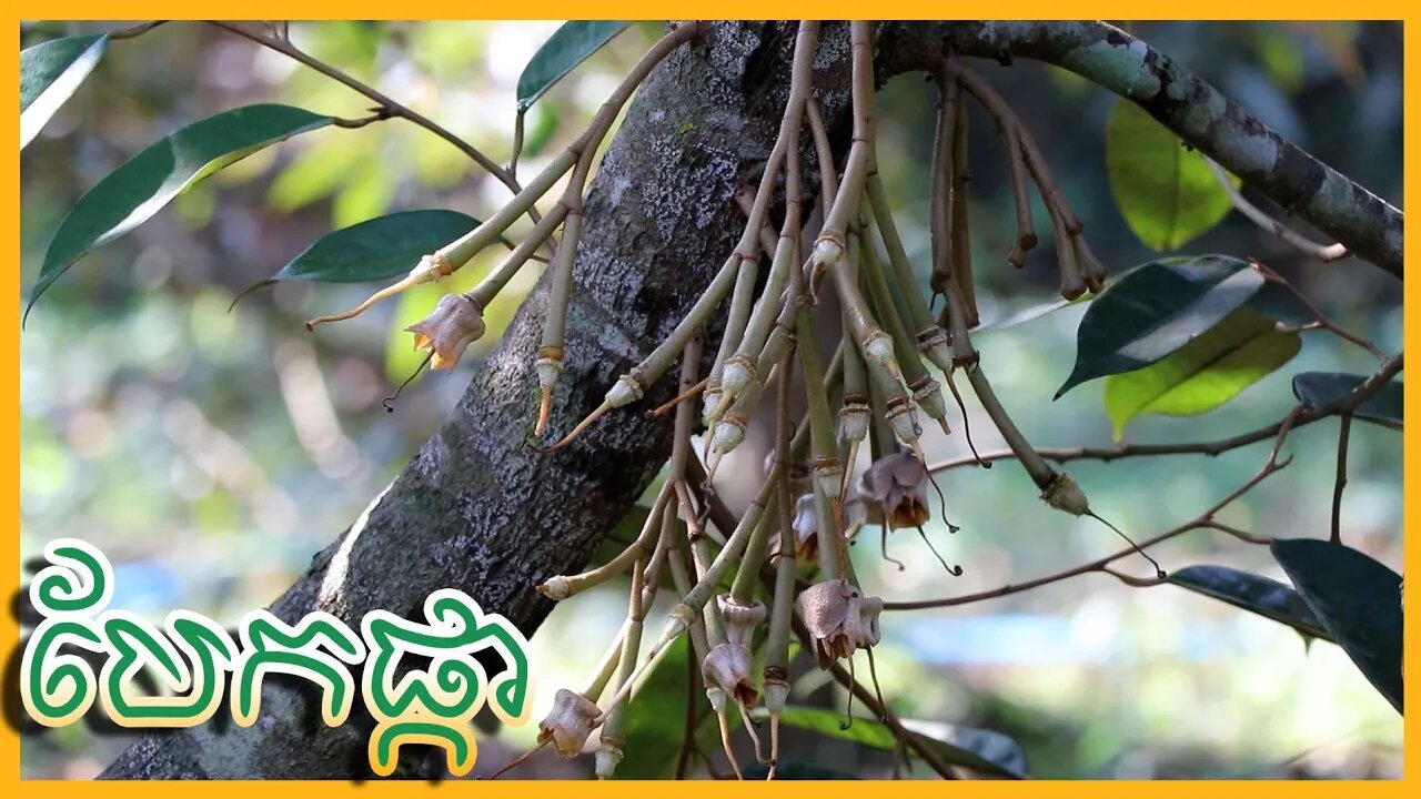 25.03.2021 សន្មតថាចម្ការទុរេន EXM បែកផ្កា / ហេតុអ្វីបានជាឆ្នាំ 2021 នេះចេញផ្កាយឺត?