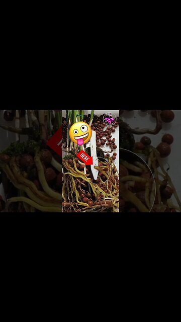 😱 Moss Invasion on Rhizome! 🫢 Danger Zone 🚩 Fix It Quick! #ninjaorchids #repotting #shorts #orchids