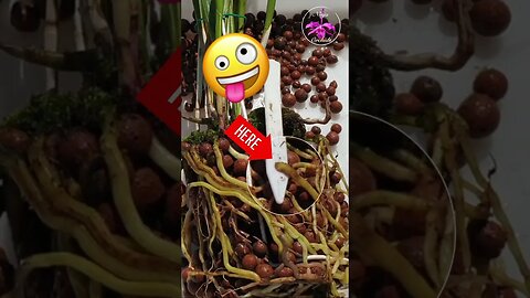 😱 Moss Invasion on Rhizome! 🫢 Danger Zone 🚩 Fix It Quick! #ninjaorchids #repotting #shorts #orchids