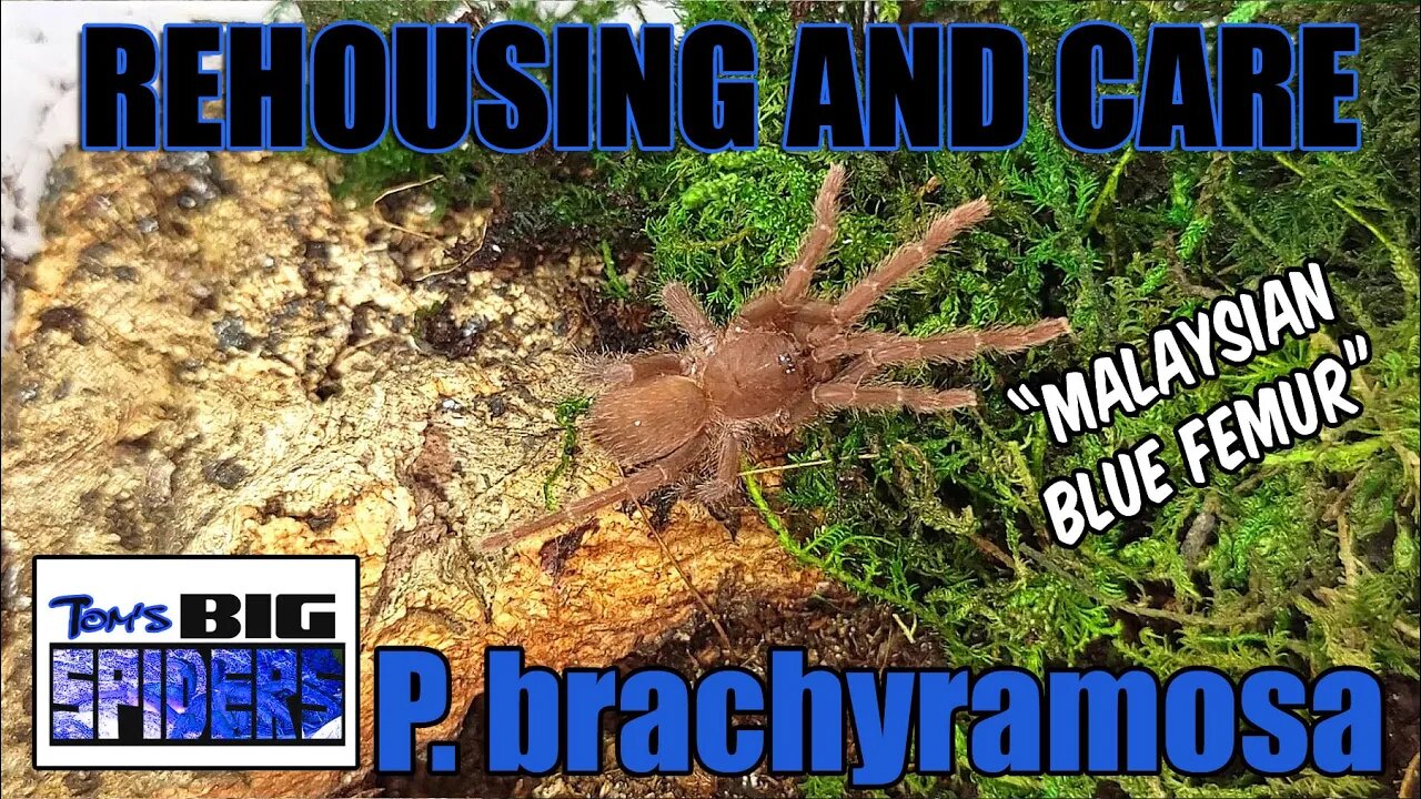 P. brachyramosa "Malaysian Blue Femur" Rehouse and Care