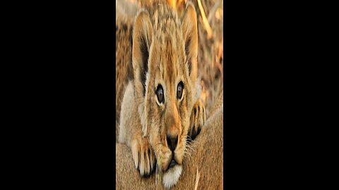 Cute baby lion