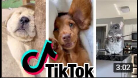 Cutest and Funniest Animals of TikTok!