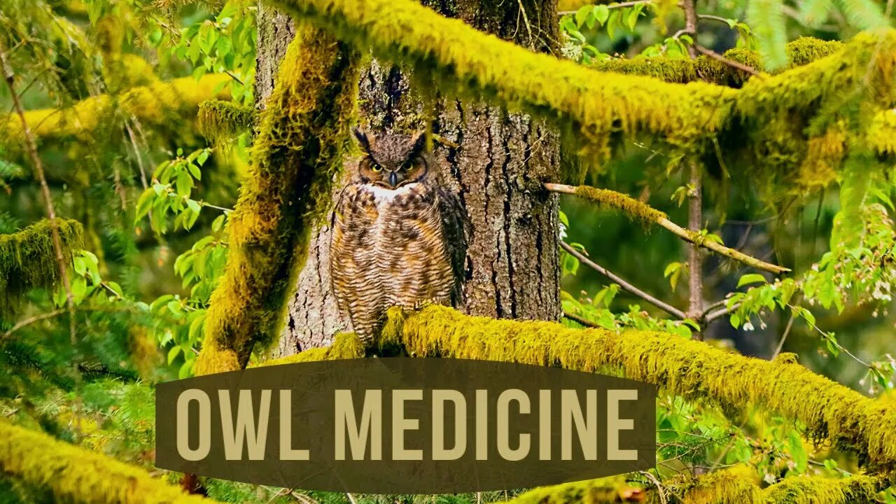 OWL MEDICINE | (Powerful Activation and Transmission from our Owl Nation)